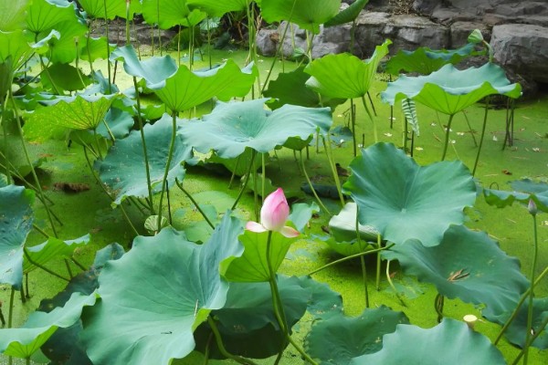 莲藕的栽培条件，生长阶段水位5-10厘米为宜