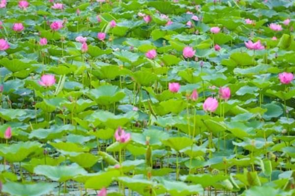 莲藕的栽培条件，生长阶段水位5-10厘米为宜