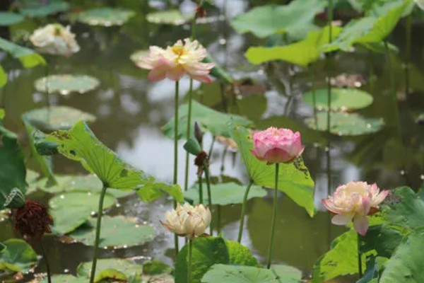 莲藕的栽培条件，生长阶段水位5-10厘米为宜