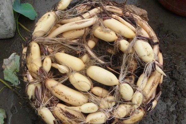 莲藕的栽培条件，生长阶段水位5-10厘米为宜