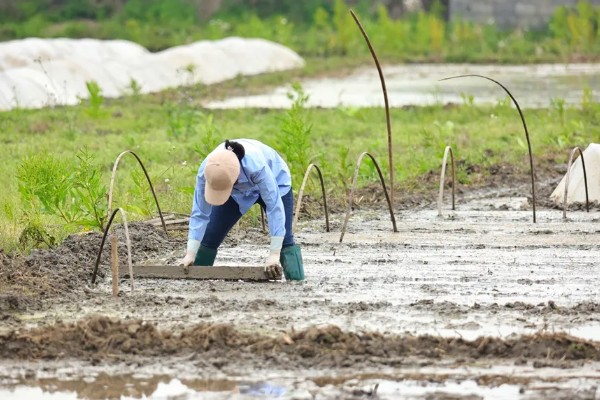 莲藕的栽培条件，生长阶段水位5-10厘米为宜