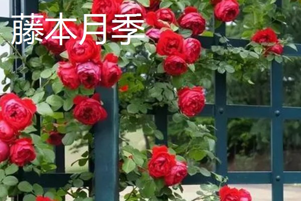 哪些花卉适合家庭养殖，可选择君子兰、藤本月季等品种