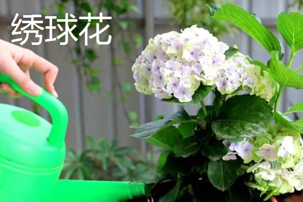 哪些花卉适合家庭养殖，可选择君子兰、藤本月季等品种