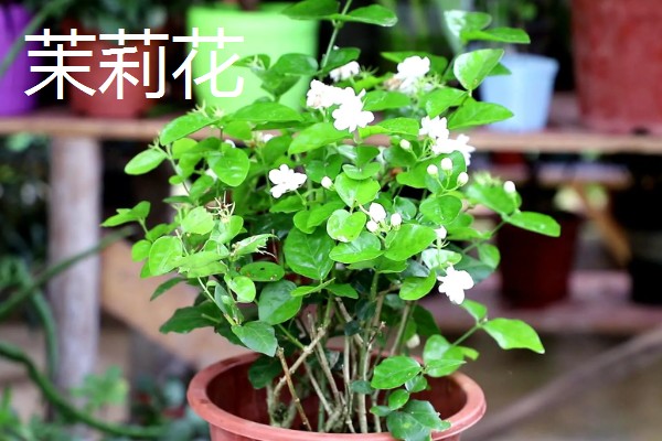 哪些花卉适合家庭养殖，可选择君子兰、藤本月季等品种