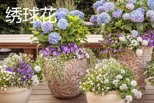 哪些花卉适合家庭养殖，可选择君子兰、藤本月季等品种