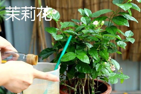 哪些花卉适合家庭养殖，可选择君子兰、藤本月季等品种