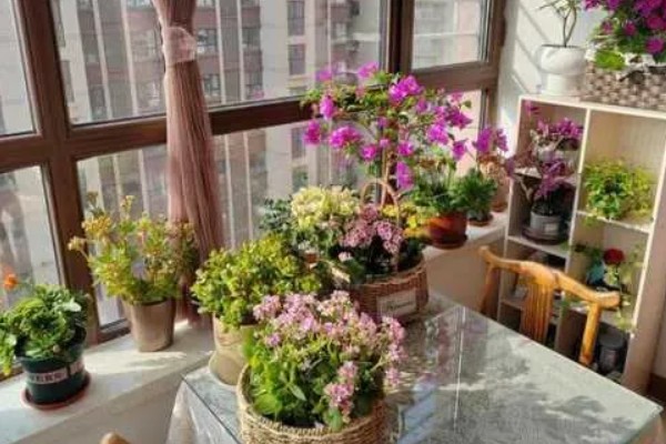 哪些花卉适合家庭养殖，可选择君子兰、藤本月季等品种