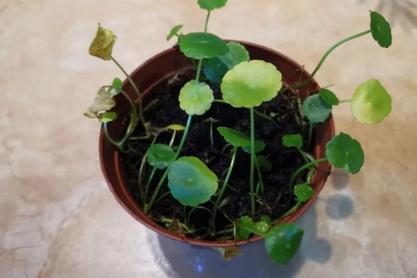 铜钱草的耐寒温度，不能低于0度