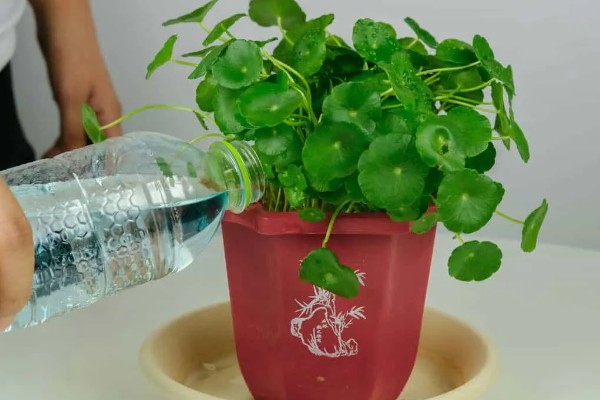 铜钱草的耐寒温度，不能低于0度