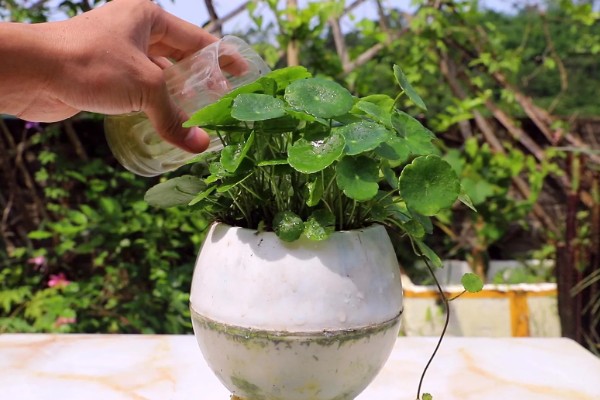 铜钱草的耐寒温度，不能低于0度