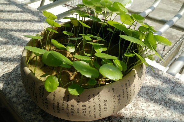 铜钱草的耐寒温度，不能低于0度