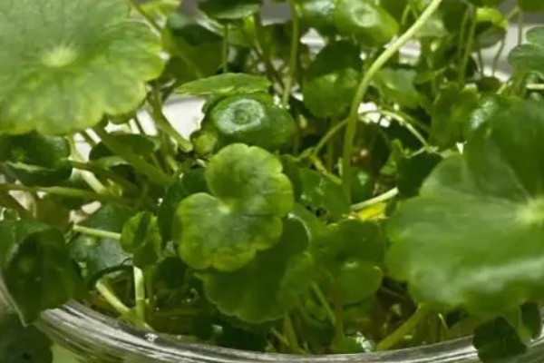 铜钱草的耐寒温度，不能低于0度