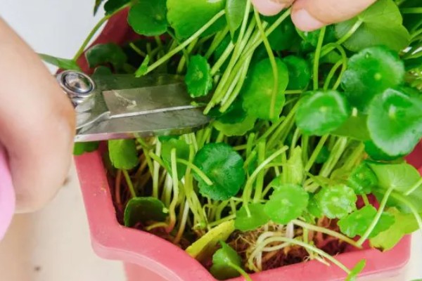 铜钱草的耐寒温度，不能低于0度