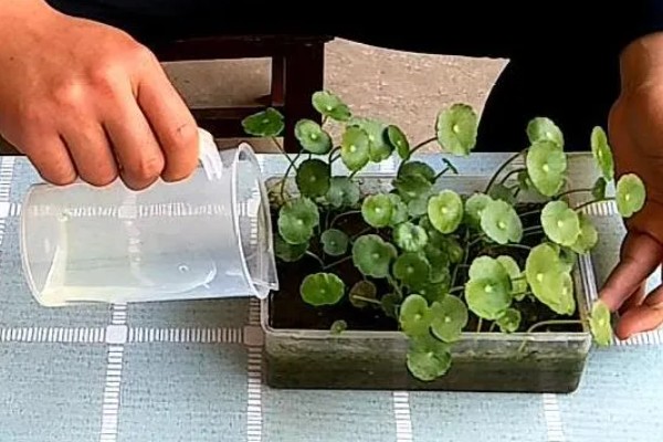 铜钱草的耐寒温度，不能低于0度