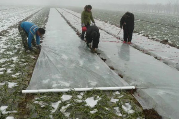 大蒜地膜下边杂草怎么除,可覆盖特种地膜