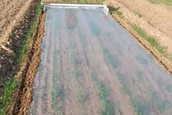 大蒜地膜下边杂草怎么除,可覆盖特种地膜