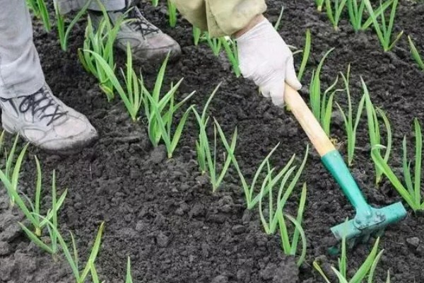 大蒜地膜下边杂草怎么除,可覆盖特种地膜