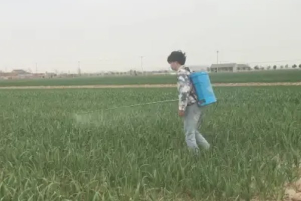 大蒜地膜下边杂草怎么除,可覆盖特种地膜