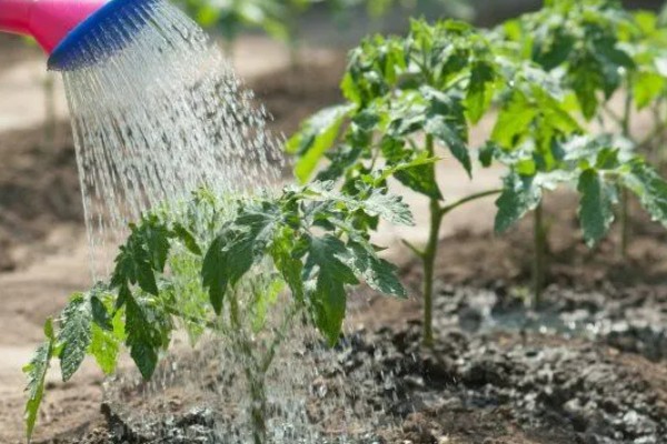 西红柿种植的水分管理,缓苗期和缓苗后要控制浇水