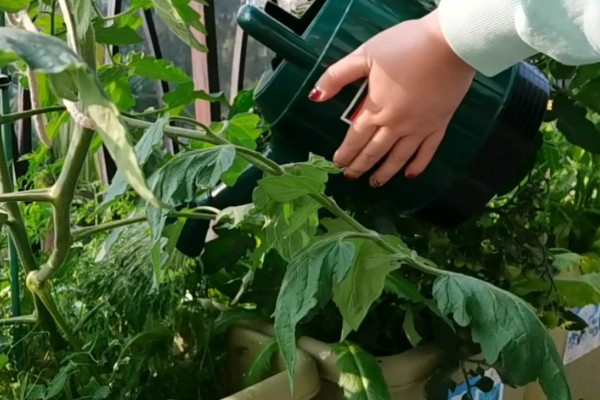 西红柿种植的水分管理,缓苗期和缓苗后要控制浇水