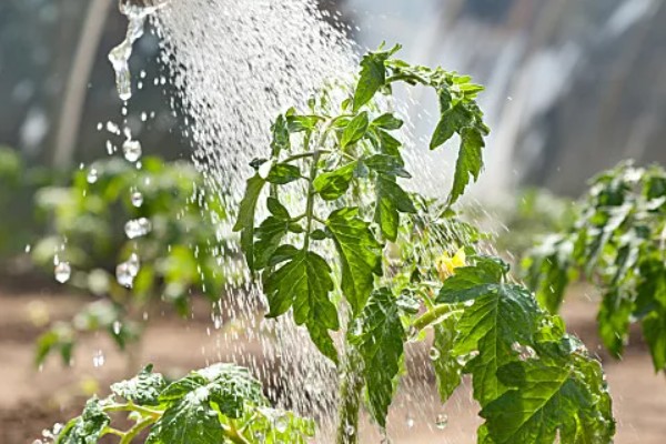 西红柿种植的水分管理,缓苗期和缓苗后要控制浇水