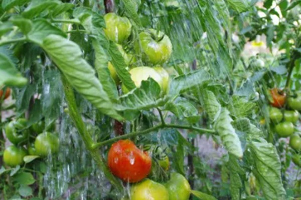 西红柿种植的水分管理,缓苗期和缓苗后要控制浇水