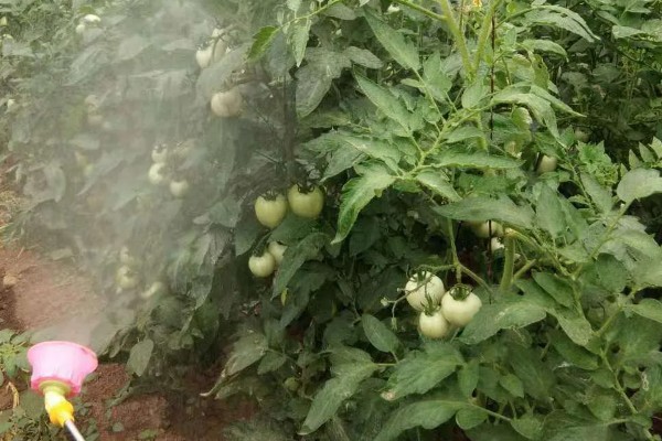 西红柿种植的水分管理,缓苗期和缓苗后要控制浇水