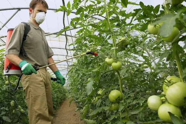 西红柿种植的水分管理,缓苗期和缓苗后要控制浇水
