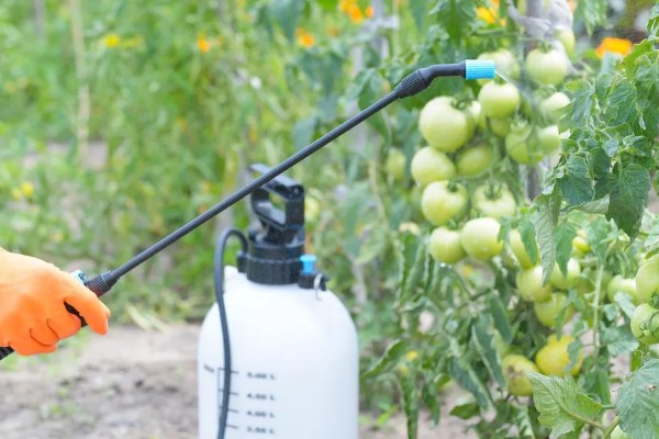 西红柿种植的水分管理,缓苗期和缓苗后要控制浇水