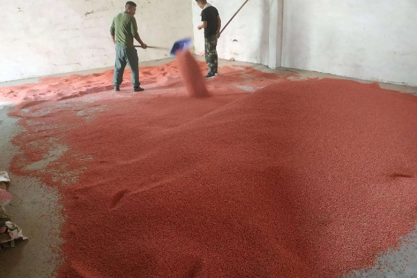 用哪种药物对小麦拌种,根据防治对象决定药物种类