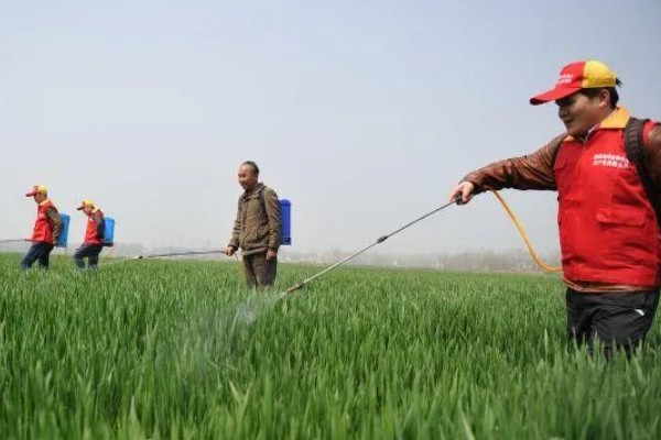 用哪种药物对小麦拌种,根据防治对象决定药物种类