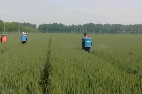 用哪种药物对小麦拌种,根据防治对象决定药物种类