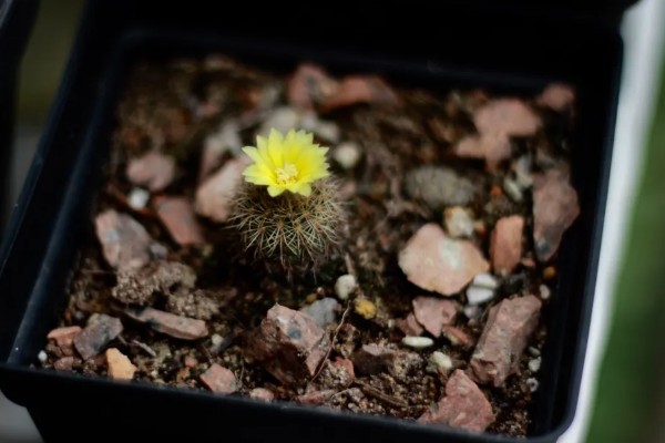 士童的养殖方式,首先要确保土壤适宜