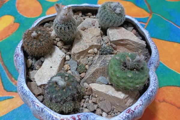 士童的养殖方式,首先要确保土壤适宜