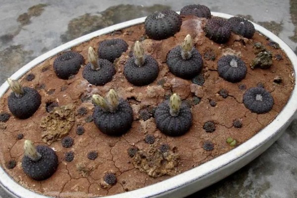 士童的养殖方式,首先要确保土壤适宜