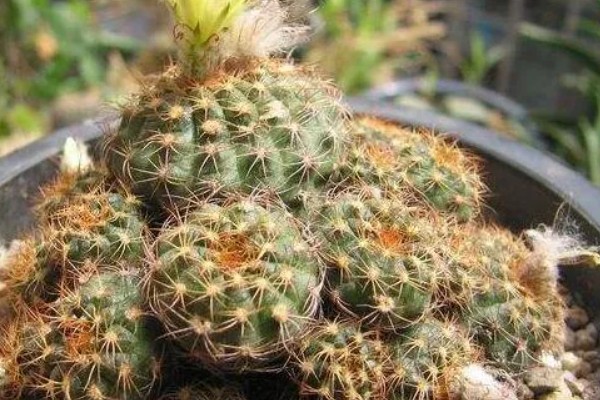 士童的养殖方式,首先要确保土壤适宜