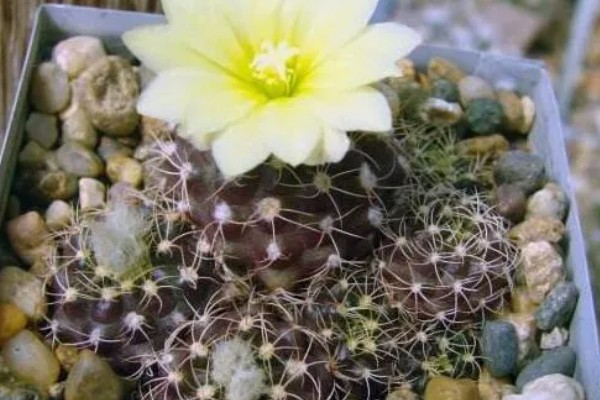 士童的养殖方式,首先要确保土壤适宜