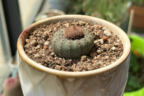 士童的养殖方式,首先要确保土壤适宜