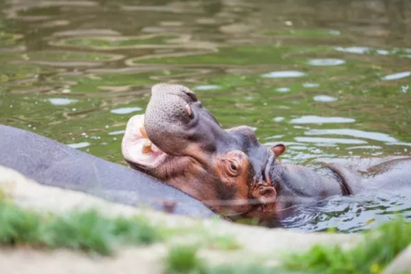 河马生活在水里还是陆地,水里和陆地生活都可以