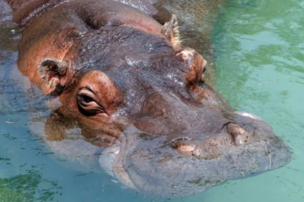 河马生活在水里还是陆地,水里和陆地生活都可以