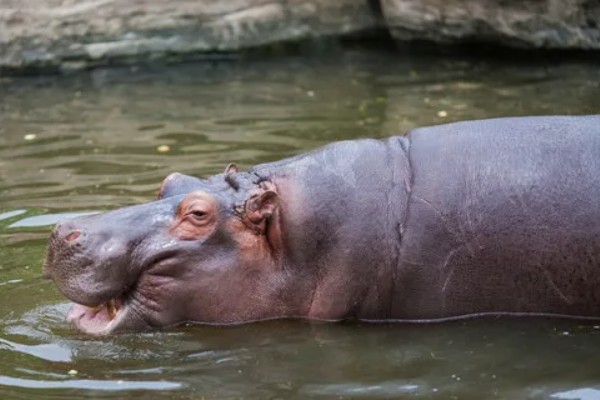 河马生活在水里还是陆地,水里和陆地生活都可以