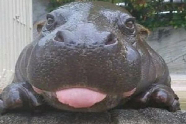 河马生活在水里还是陆地,水里和陆地生活都可以