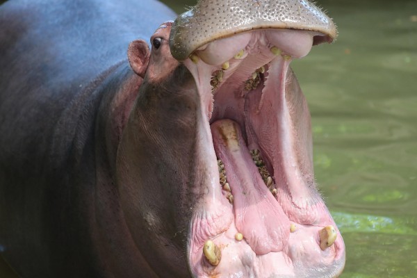 河马生活在水里还是陆地,水里和陆地生活都可以