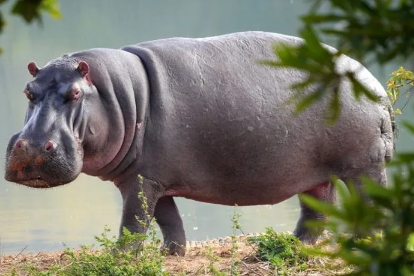 河马生活在水里还是陆地,水里和陆地生活都可以