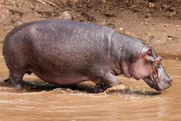 河马生活在水里还是陆地,水里和陆地生活都可以