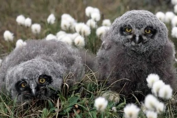 猫头鹰的种类，常见的有仓鸮、草鸮等