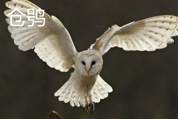 猫头鹰的种类，常见的有仓鸮、草鸮等