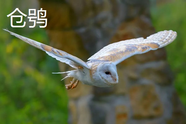 猫头鹰的种类，常见的有仓鸮、草鸮等