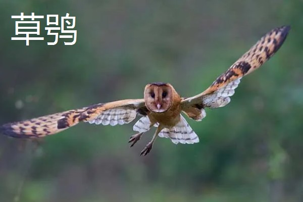 猫头鹰的种类，常见的有仓鸮、草鸮等