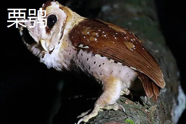 猫头鹰的种类，常见的有仓鸮、草鸮等